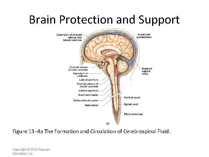 Brain Protection and Support Figure 13– 4 a The Formation and Circulation of Cerebrospinal
