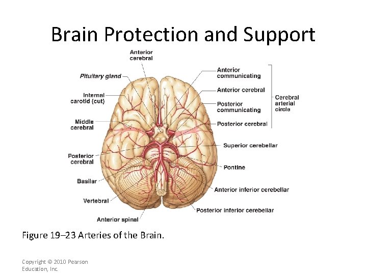 Brain Protection and Support Figure 19– 23 Arteries of the Brain. Copyright © 2010