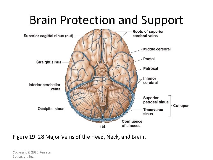 Brain Protection and Support Figure 19– 28 Major Veins of the Head, Neck, and