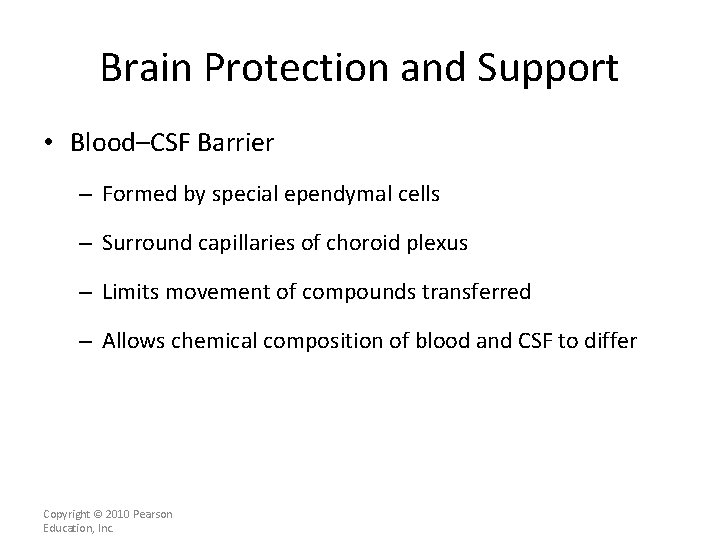 Brain Protection and Support • Blood–CSF Barrier – Formed by special ependymal cells –