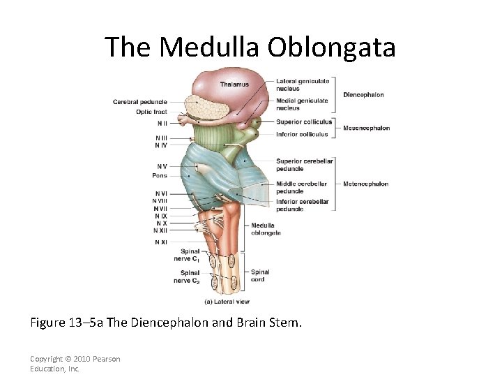The Medulla Oblongata Figure 13– 5 a The Diencephalon and Brain Stem. Copyright ©