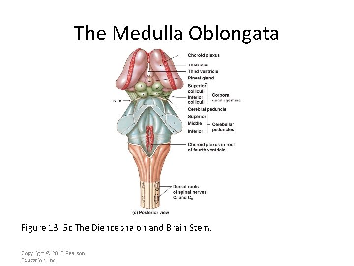 The Medulla Oblongata Figure 13– 5 c The Diencephalon and Brain Stem. Copyright ©