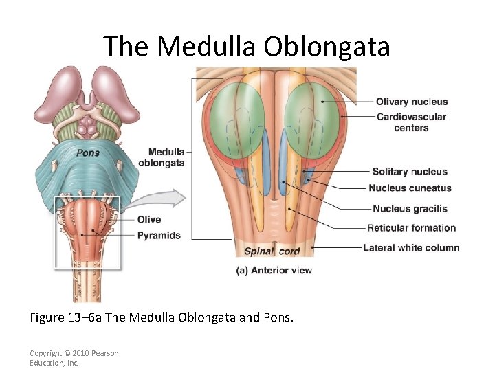 The Medulla Oblongata Figure 13– 6 a The Medulla Oblongata and Pons. Copyright ©