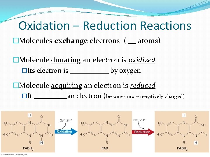 Oxidation – Reduction Reactions �Molecules exchange electrons ( atoms) �Molecule donating an electron is