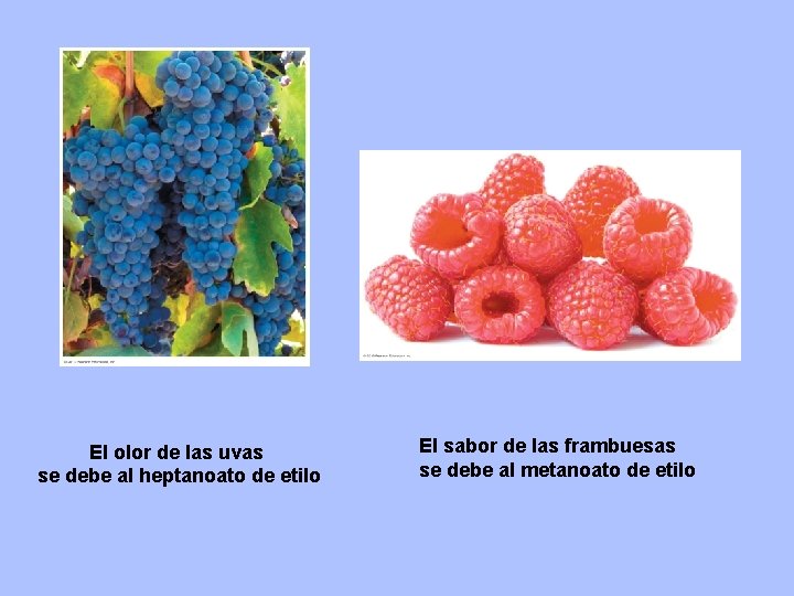 El olor de las uvas se debe al heptanoato de etilo El sabor de