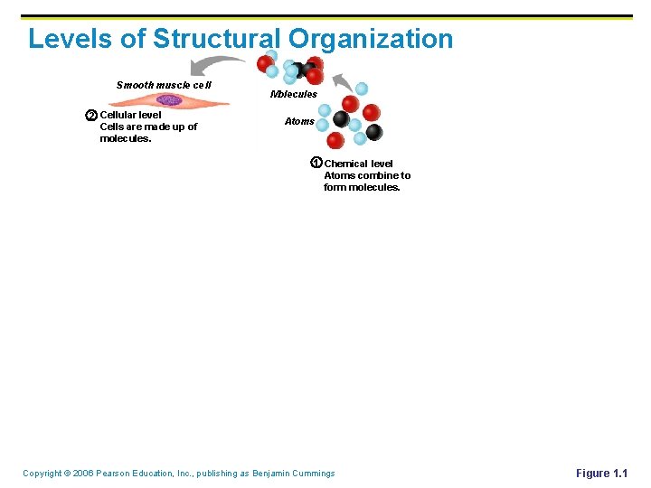 Levels of Structural Organization Smooth muscle cell 2 Cellular level Cells are made up