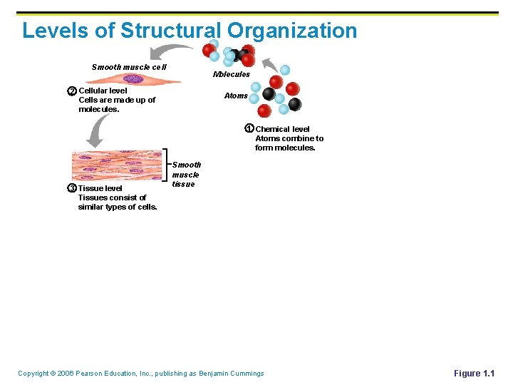 Levels of Structural Organization Smooth muscle cell Molecules 2 Cellular level Cells are made