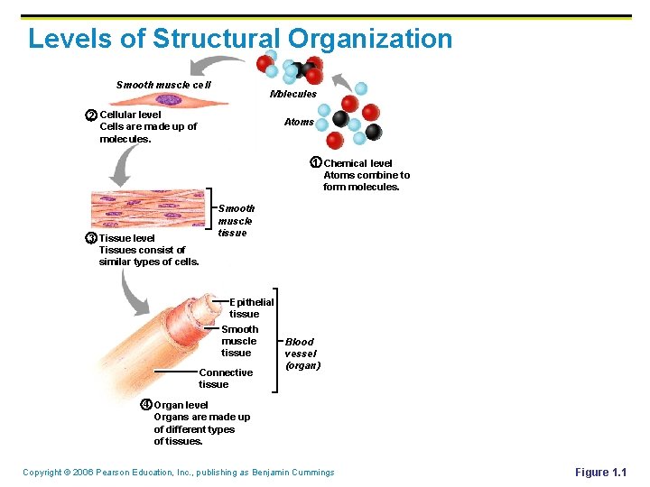 Levels of Structural Organization Smooth muscle cell Molecules 2 Cellular level Cells are made