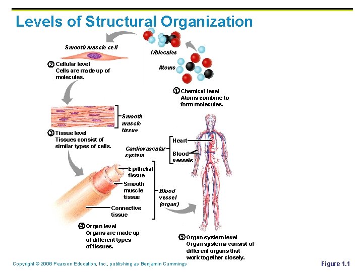 Levels of Structural Organization Smooth muscle cell Molecules 2 Cellular level Cells are made