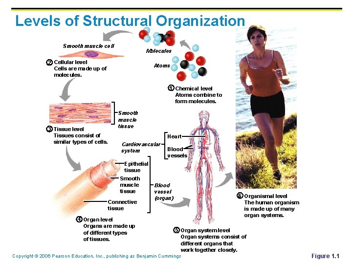 Levels of Structural Organization Smooth muscle cell Molecules 2 Cellular level Cells are made