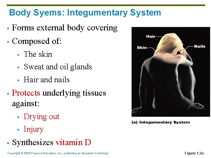 Body Syems: Integumentary System § Forms external body covering § Composed of: § §