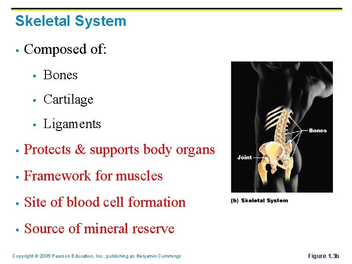 Skeletal System § Composed of: § Bones § Cartilage § Ligaments § Protects &