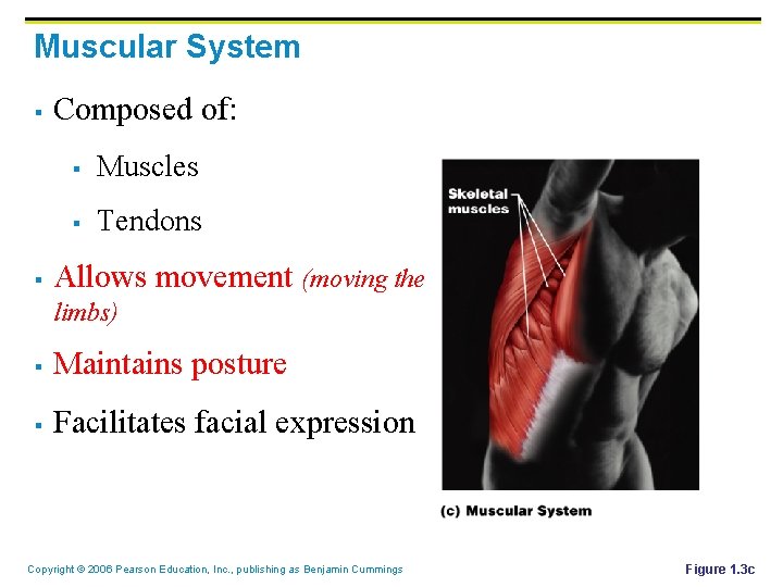 Muscular System § § Composed of: § Muscles § Tendons Allows movement (moving the