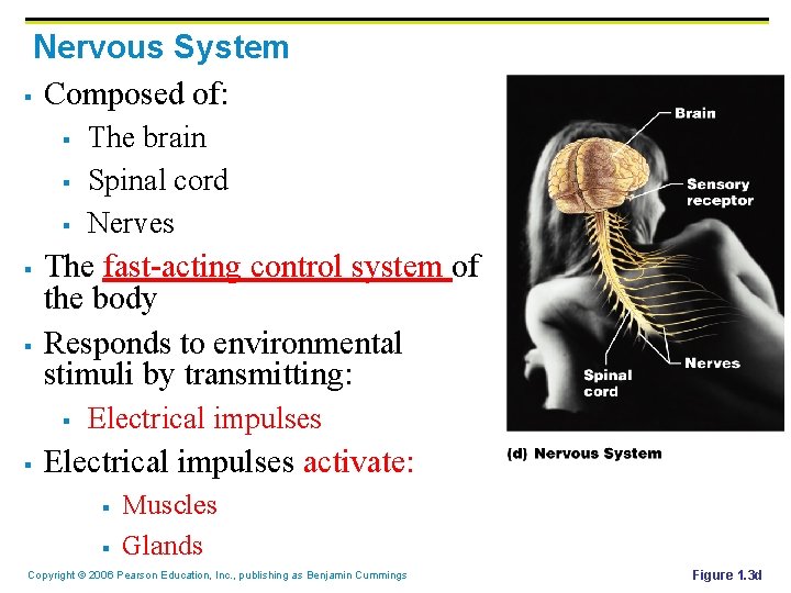 Nervous System § Composed of: § § § The fast-acting control system of the