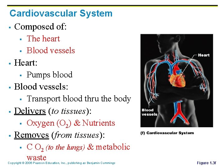 Cardiovascular System § Composed of: § § § Heart: § § Transport blood thru