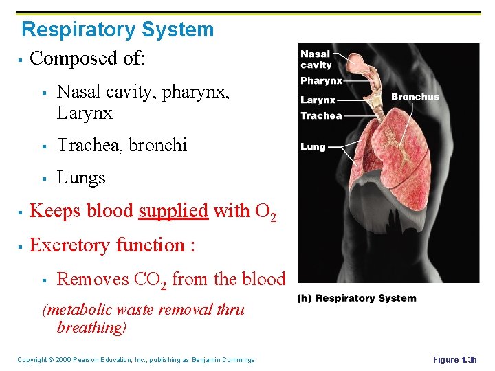 Respiratory System § Composed of: § Nasal cavity, pharynx, Larynx § Trachea, bronchi §