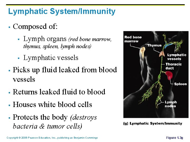 Lymphatic System/Immunity § Composed of: § Lymph organs (red bone marrow, thymus, spleen, lymph