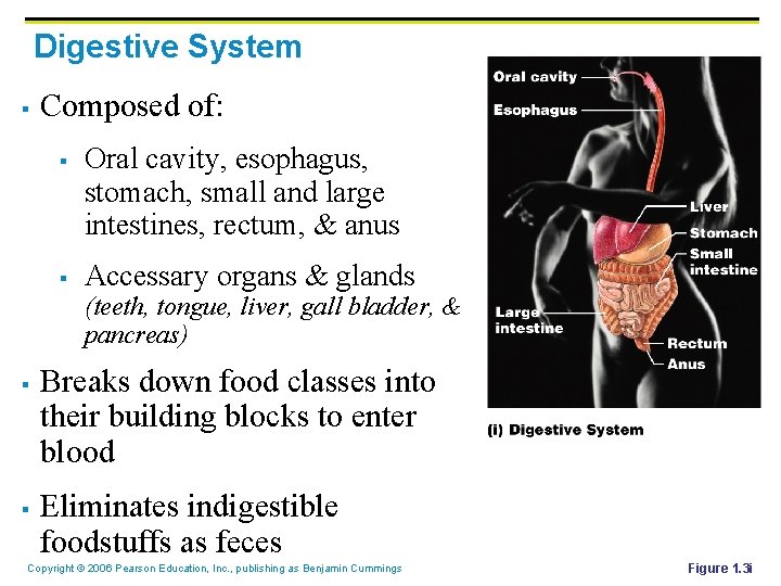 Digestive System § Composed of: § § Oral cavity, esophagus, stomach, small and large