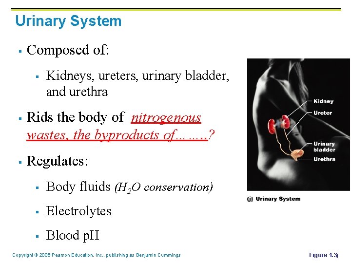 Urinary System § Composed of: § § § Kidneys, ureters, urinary bladder, and urethra