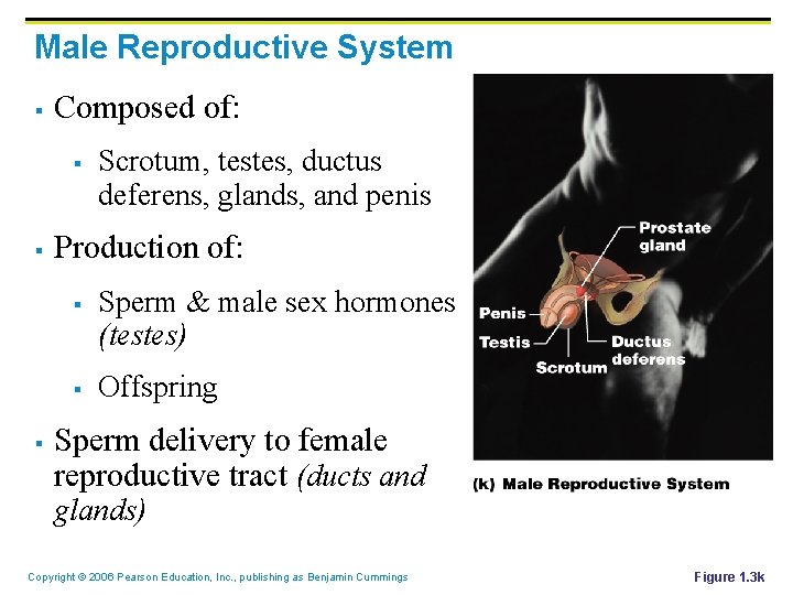 Male Reproductive System § Composed of: § § Production of: § § § Scrotum,