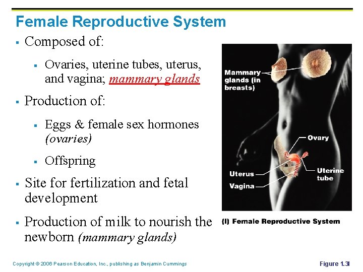 Female Reproductive System § Composed of: § § Production of: § § Ovaries, uterine