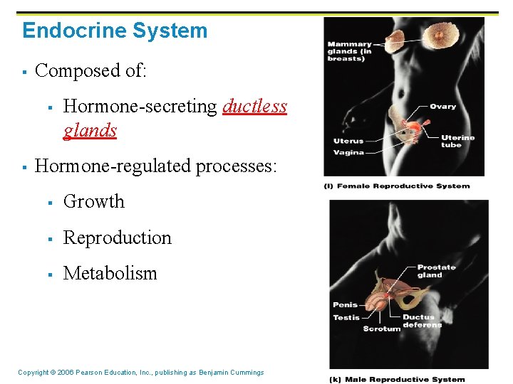 Endocrine System § Composed of: § § Hormone-secreting ductless glands Hormone-regulated processes: § Growth