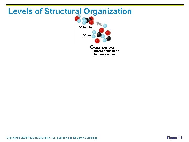 Levels of Structural Organization Molecules Atoms 1 Chemical level Atoms combine to form molecules.