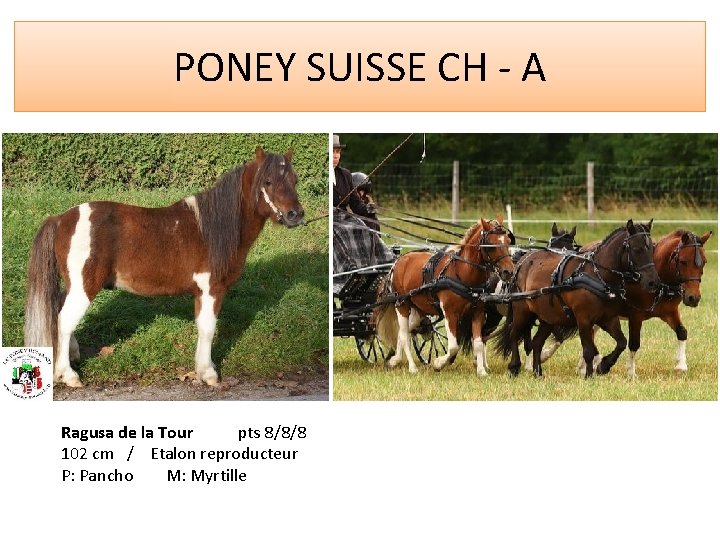 PONEY SUISSE CH - A Ragusa de la Tour pts 8/8/8 102 cm /