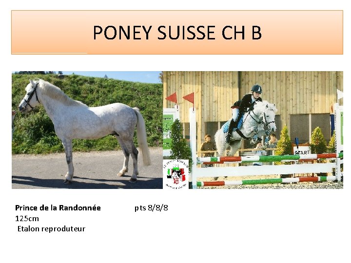 PONEY SUISSE CH B Prince de la Randonnée 125 cm Etalon reproduteur pts 8/8/8