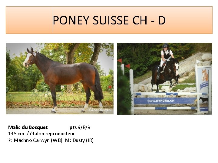 PONEY SUISSE CH - D Malic du Bosquet pts 9/8/9 148 cm / étalon