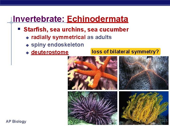 Invertebrate: Echinodermata § Starfish, sea urchins, sea cucumber u u u AP Biology radially