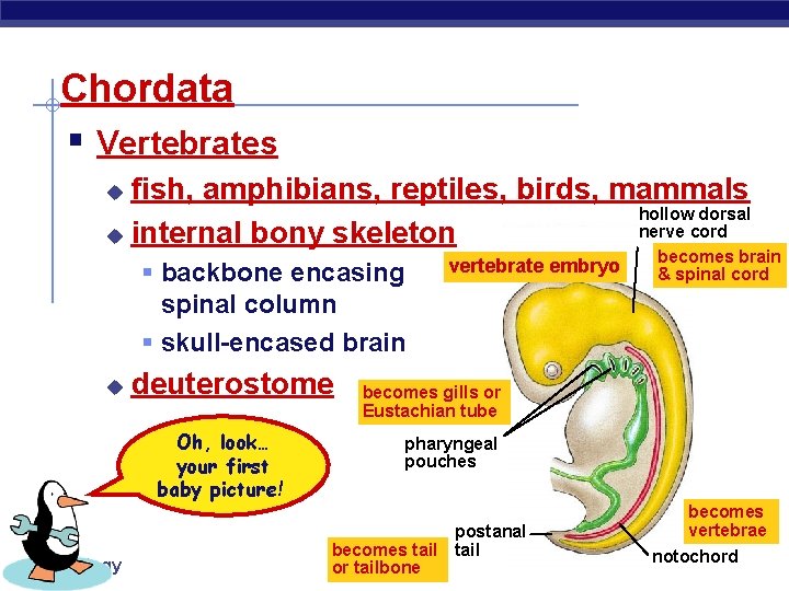 Chordata § Vertebrates fish, amphibians, reptiles, birds, mammals hollow dorsal nerve cord u internal