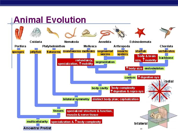 Animal Evolution Cnidaria Porifera sponges jellyfish Nematoda Platyhelminthes Annelida Mollusca Echinodermata Arthropoda flatworms roundworms