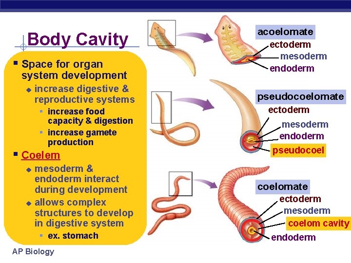 Body Cavity § Space for organ system development u increase digestive & reproductive systems