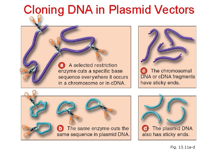 Cloning DNA in Plasmid Vectors Fig. 13. 11 a-d 