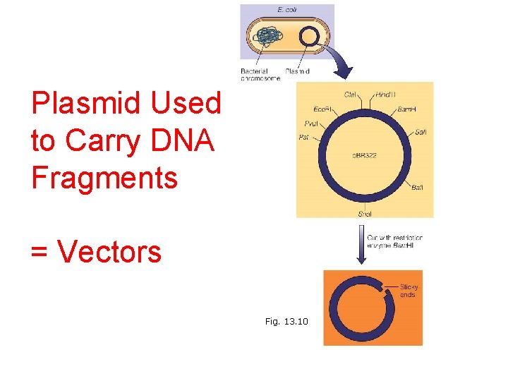 Plasmid Used to Carry DNA Fragments = Vectors Fig. 13. 10 