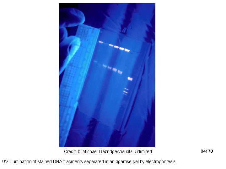 Credit: © Michael Gabridge/Visuals Unlimited UV illumination of stained DNA fragments separated in an