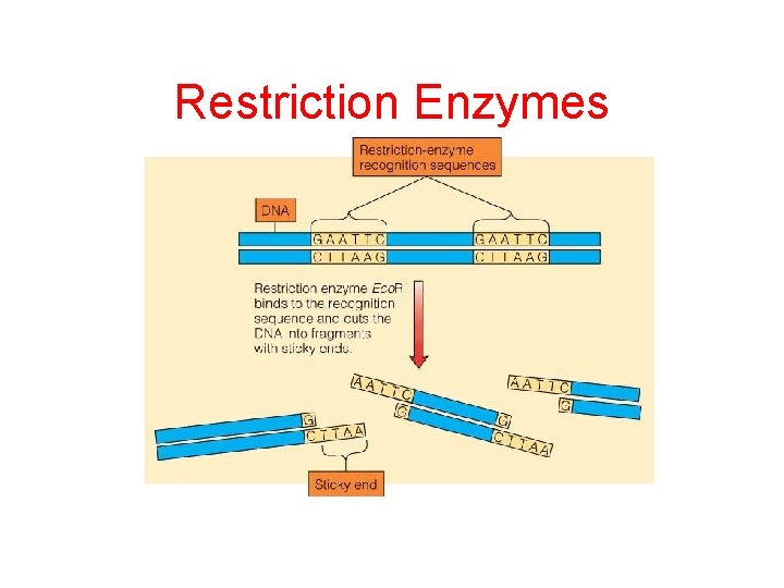Restriction Enzymes Fig. 13. 6 