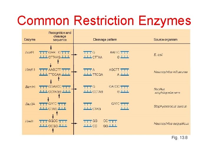 Common Restriction Enzymes Fig. 13. 8 