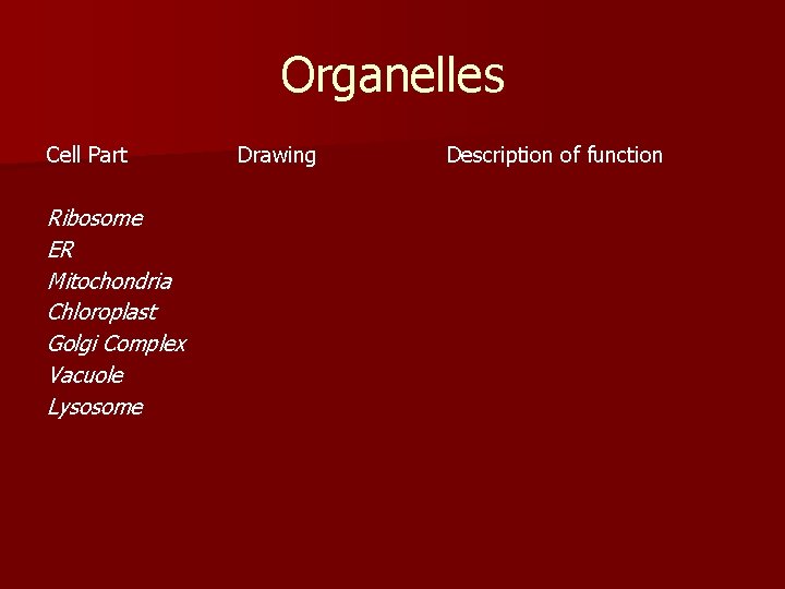 Organelles Cell Part Ribosome ER Mitochondria Chloroplast Golgi Complex Vacuole Lysosome Drawing Description of
