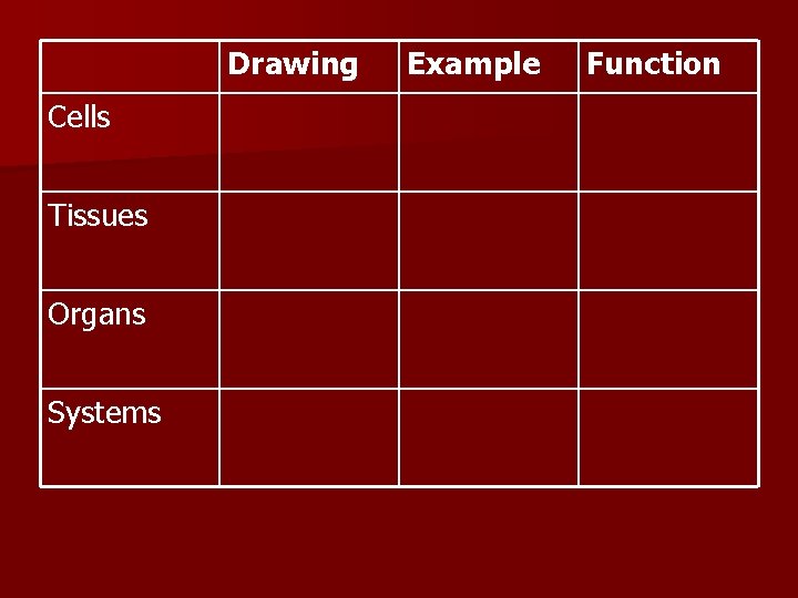 Drawing Cells Tissues Organs Systems Example Function 