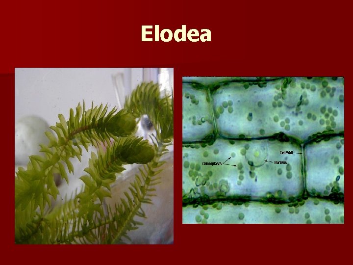 Elodea 