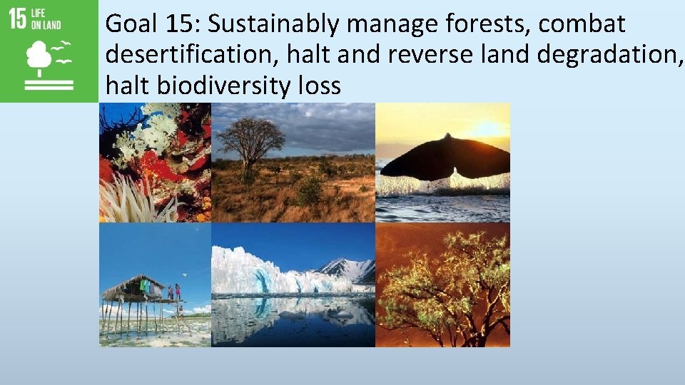 Goal 15: Sustainably manage forests, combat desertification, halt and reverse land degradation, halt biodiversity