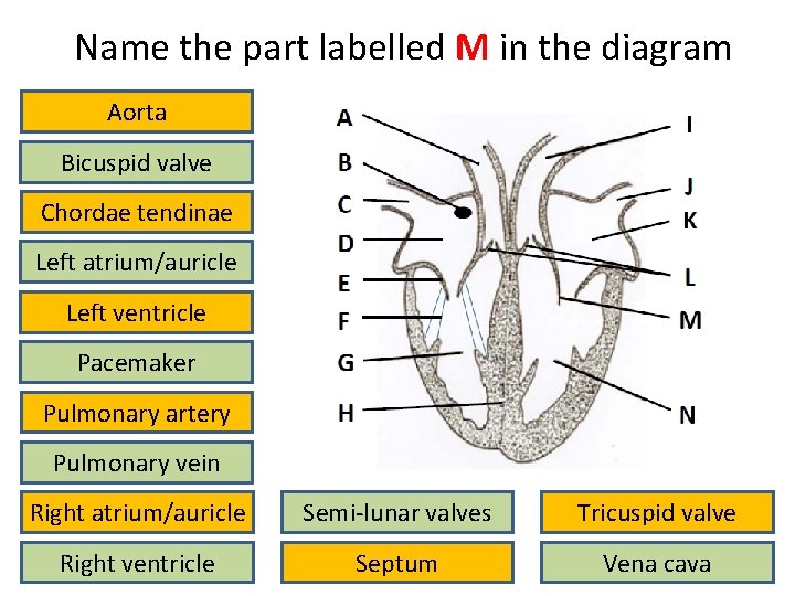 Name the part labelled M in the diagram Aorta Bicuspid valve Chordae tendinae Left