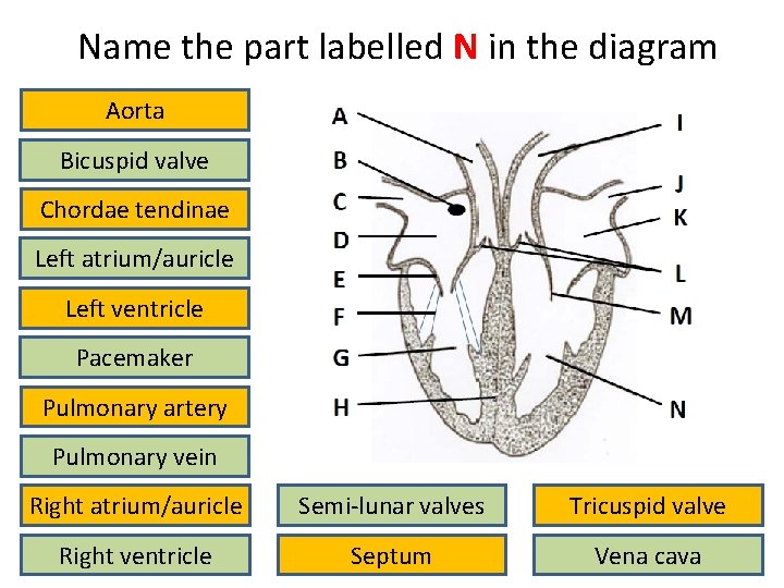 Name the part labelled N in the diagram Aorta Bicuspid valve Chordae tendinae Left