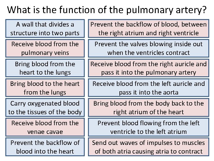 What is the function of the pulmonary artery? A wall that divides a structure