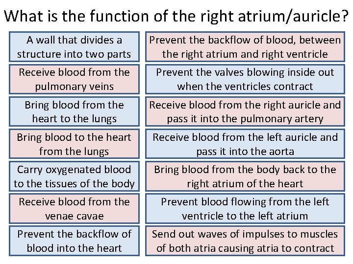 What is the function of the right atrium/auricle? A wall that divides a structure