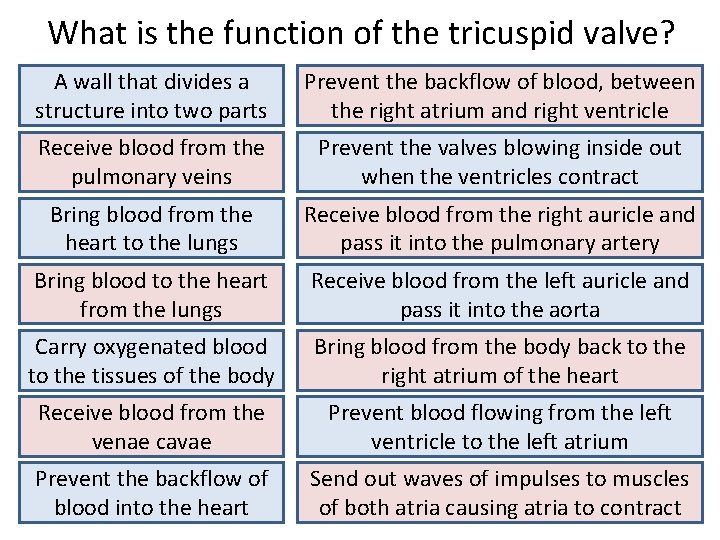 What is the function of the tricuspid valve? A wall that divides a structure