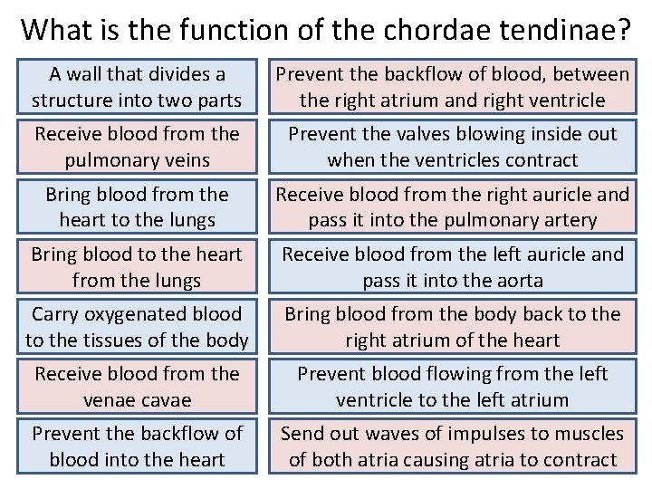 What is the function of the chordae tendinae? A wall that divides a structure