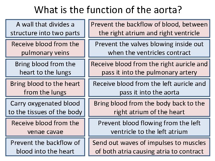 What is the function of the aorta? A wall that divides a structure into